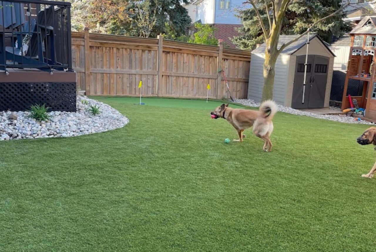 residential artificial grass Whitby